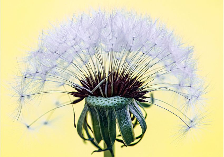 event image:Flower image